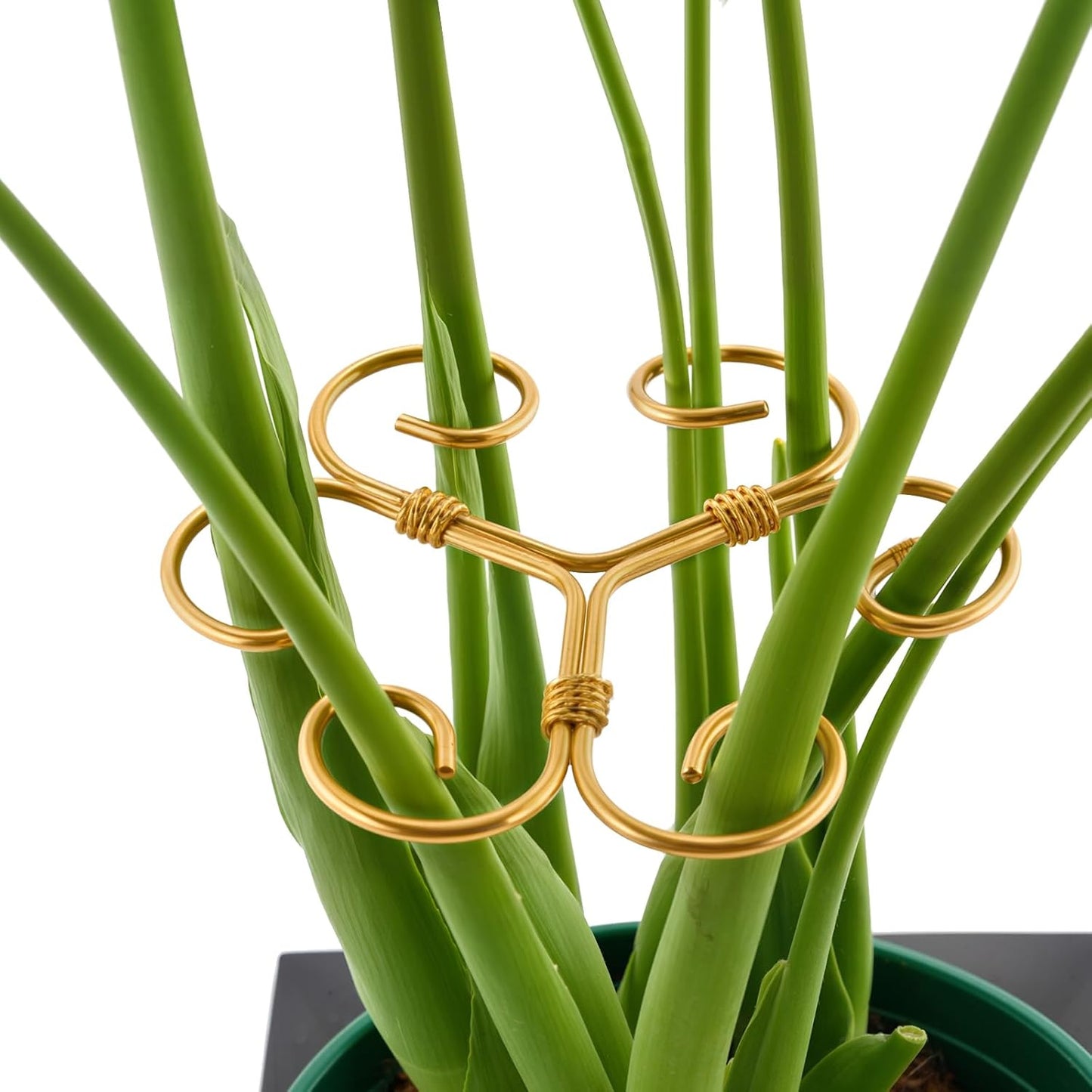 Monstera Plant Support Stakes - 4PCS Iron Design for Indoor Plants | Stable Growth & Turtle Shell Clamp
