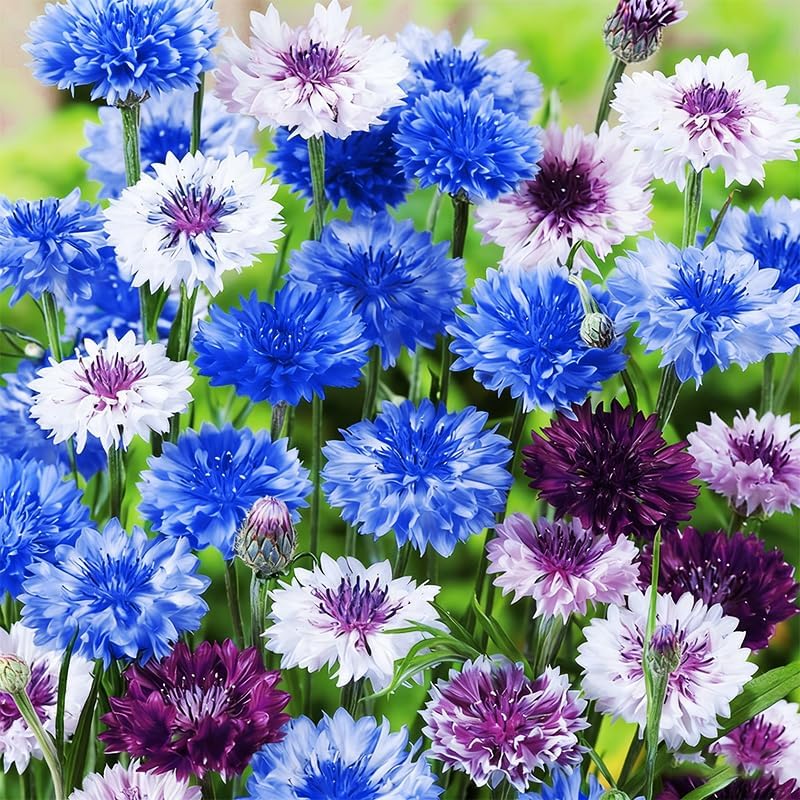 Regine Switzerland 3200+ Mix Cornflower Seeds - Non-GMO Bachelor Button Flower Seeds for Outdoor Gardens