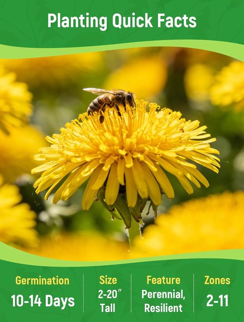 Dandelion Seeds - 4,000+ Heirloom Edible Seeds for Medicinal Gardens | Non-GMO & Pollinator-Friendly