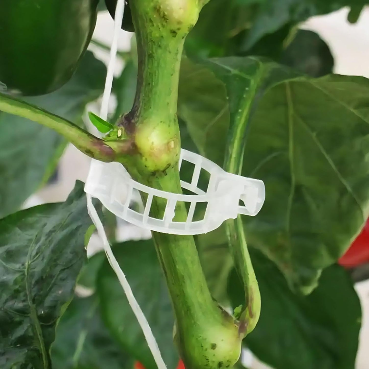 Skiennix Greenhouse Trellising Kit - 10 Tomato Hooks & 100 Support Clips | Durable Metal & Nylon, White
