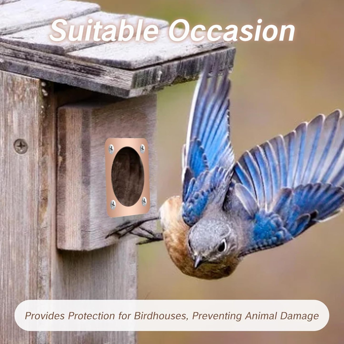 Skiennix Birdhouse Predator Guard - Copper Portal Metal Protector for Eastern Bluebirds | 1.5-Inch Hole