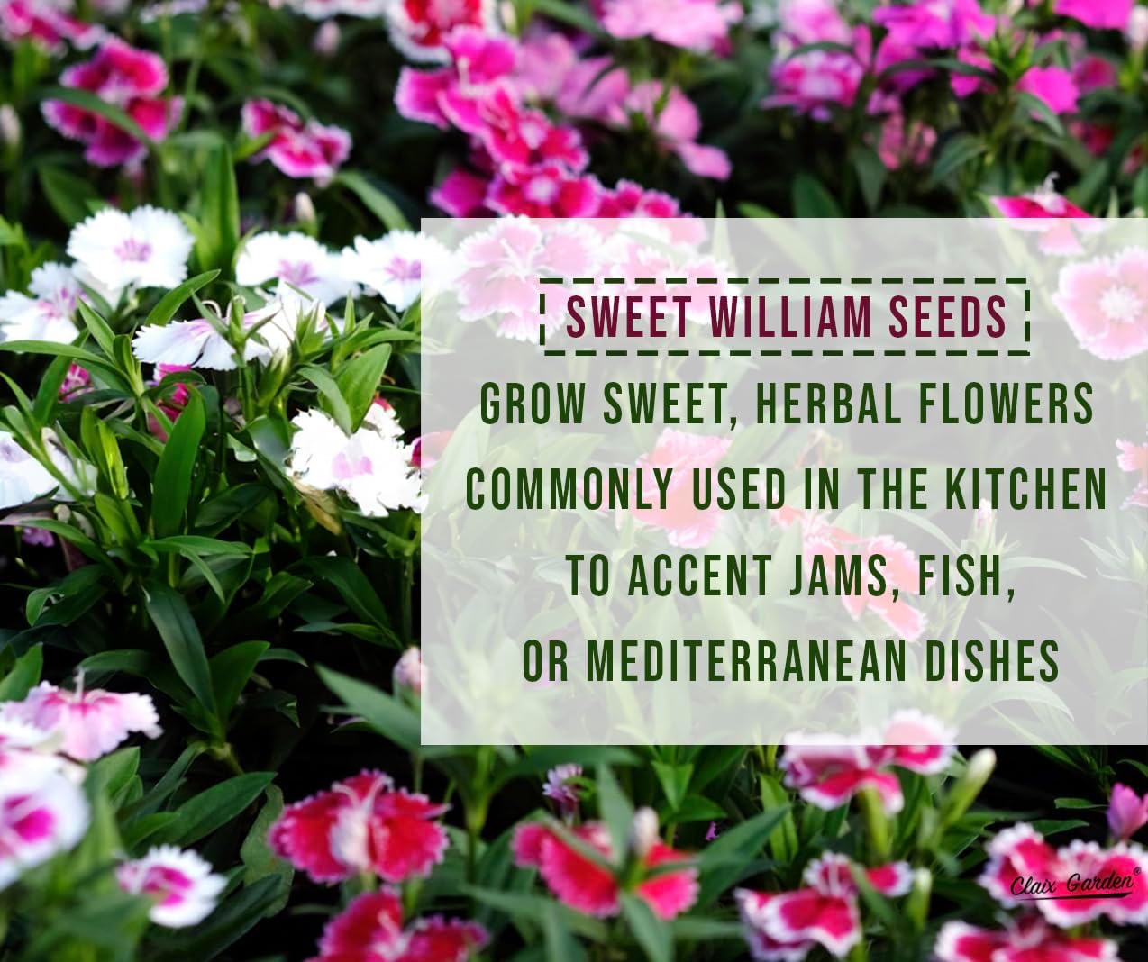 Sweet William Mix - Dianthus Barbatus Seeds | 10,000 Non-GMO Heirloom Seeds for Vibrant Pollinator Gardens