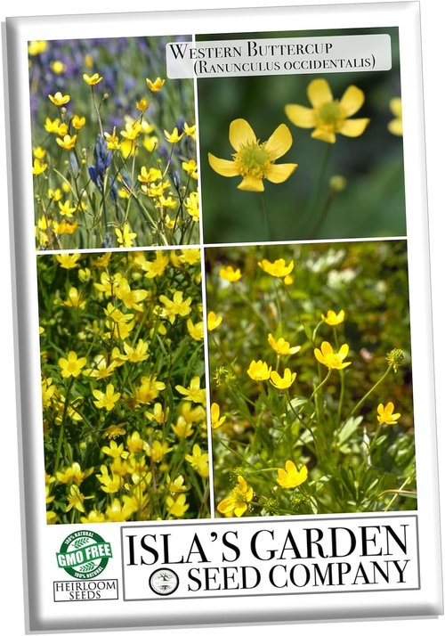 Isla’s Garden Seeds Western Buttercup Seeds - 250+ Non-GMO Heirloom Seeds for Pollinator Gardens
