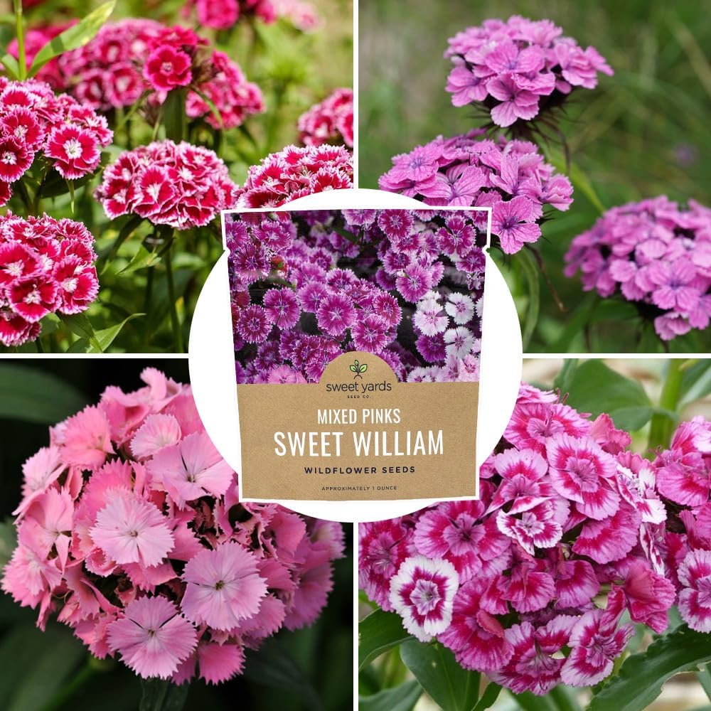 Sweet William Seeds - Mixed Pink Colors - Non-GMO Flower Seeds - Extra Large 1oz Packet
