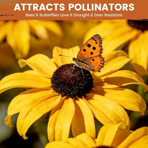 Black Eyed Susan Seeds - 30,000+ Non-GMO Heirloom Flower Seeds for Gardens & Pollinator Attraction