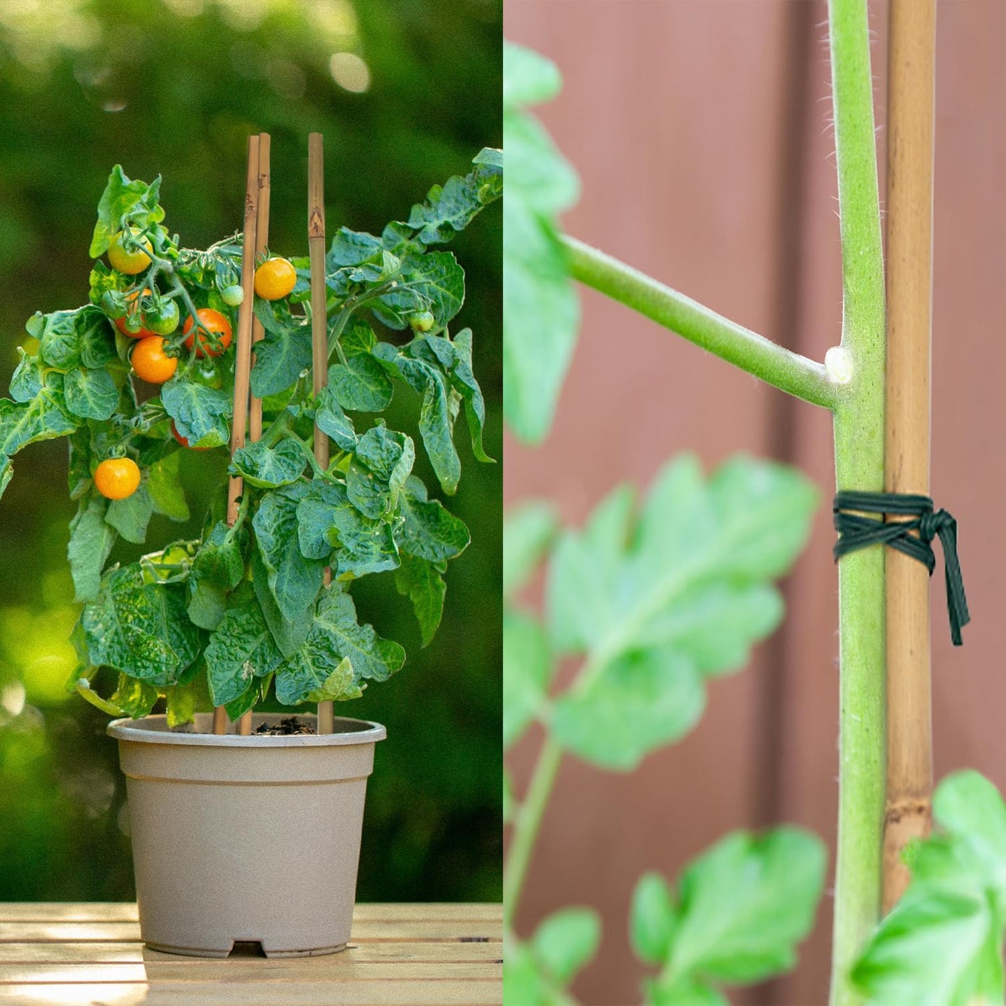POLIUMB Bamboo Plant Stakes - 50PCS Natural Garden Stakes for Indoor/Outdoor Plants | 18 Inches