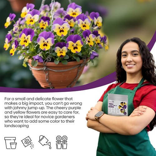 Groundio Johnny Jump Up Seeds - 10,000+ Non-GMO Perennial Wild Violet Seeds | Edible Flowers, Attracts Pollinators