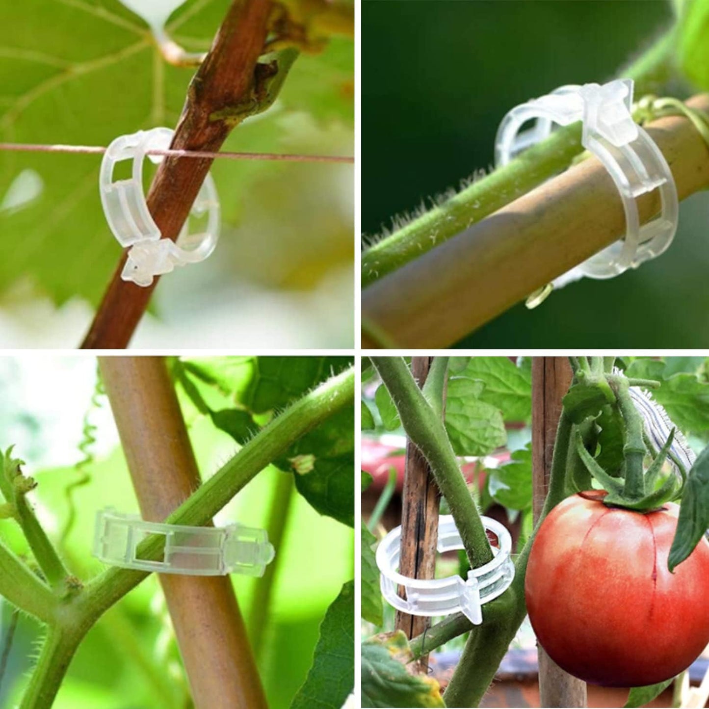 Tomato Clips by [Brand Name] - 100 Pcs Plastic Support Clips for Healthy Upright Growth | Ideal for Tomatoes, Cucumbers, and Grapes