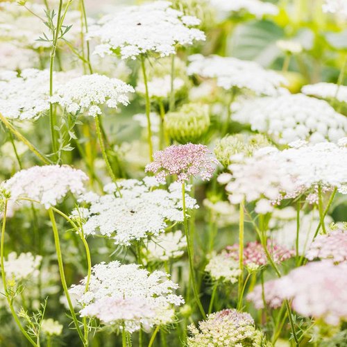 Eden Brothers Queen Anne's Lace Seeds - Stunning Chocolate Lace Flower for Your Garden