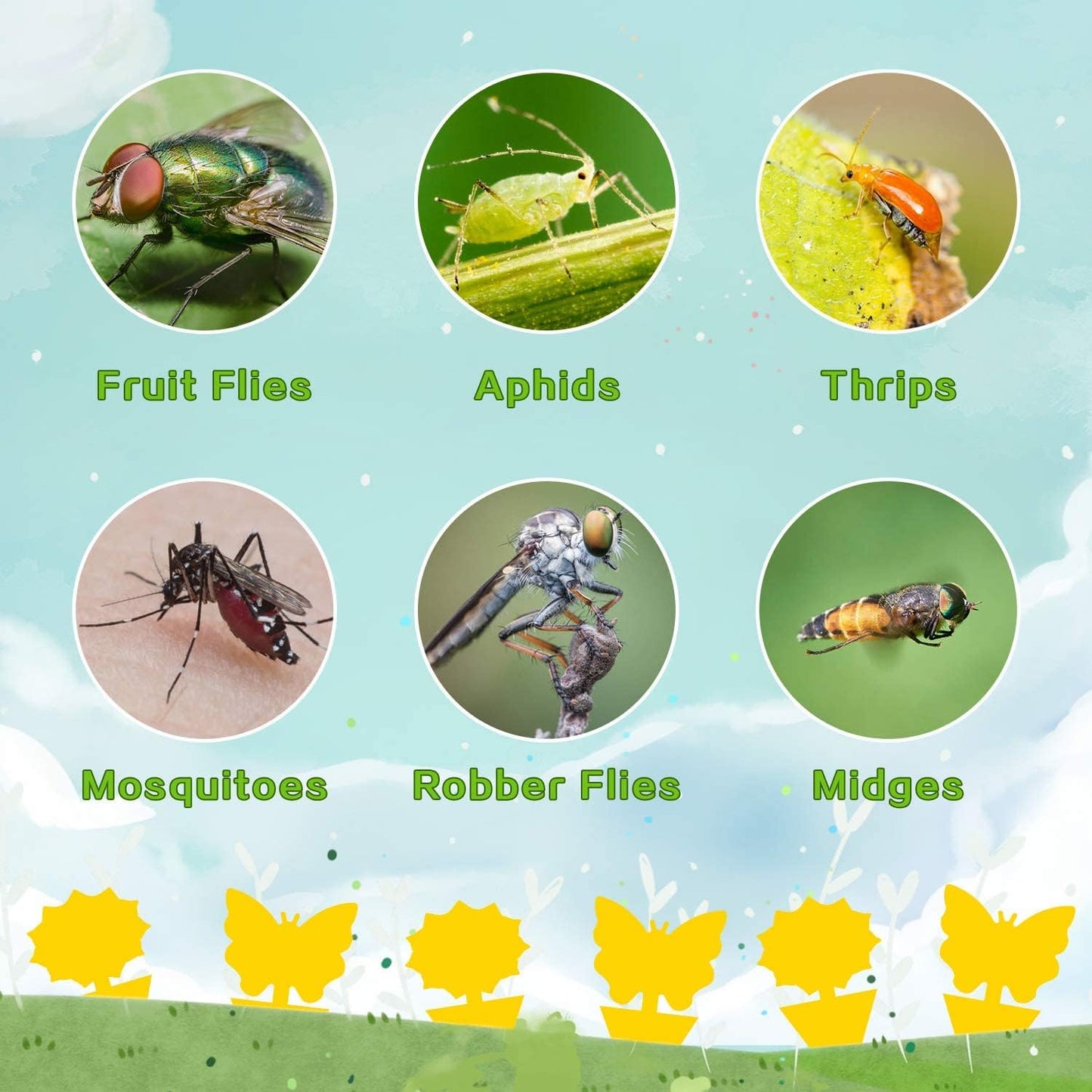 Skiennix Fruit Fly Traps - Odorless Yellow Sticky Bug Traps for Indoor & Outdoor Use | 36 Pack