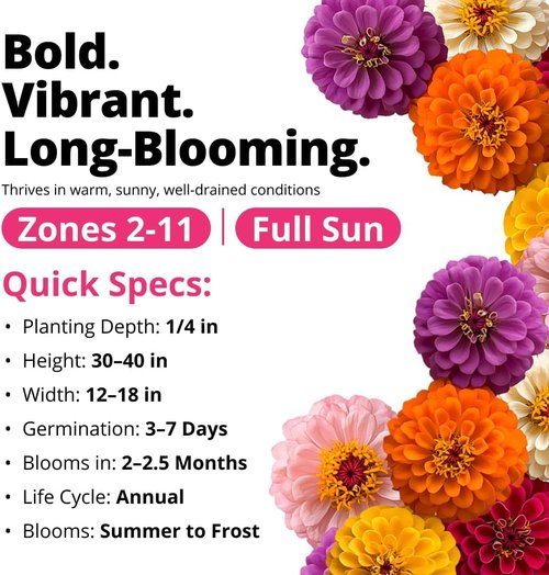 HOME GROWN Zinnia Dahlia Seeds - 524 Non-GMO Flower Seeds for Vibrant Pollinator Gardens & Borders
