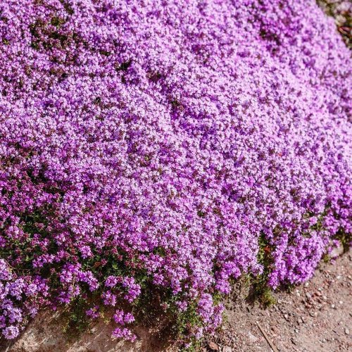 Creeping Thyme Seeds by [Brand Name] - 20,000+ Fragrant Ground Cover Seeds for Gardens & Landscaping (10g)