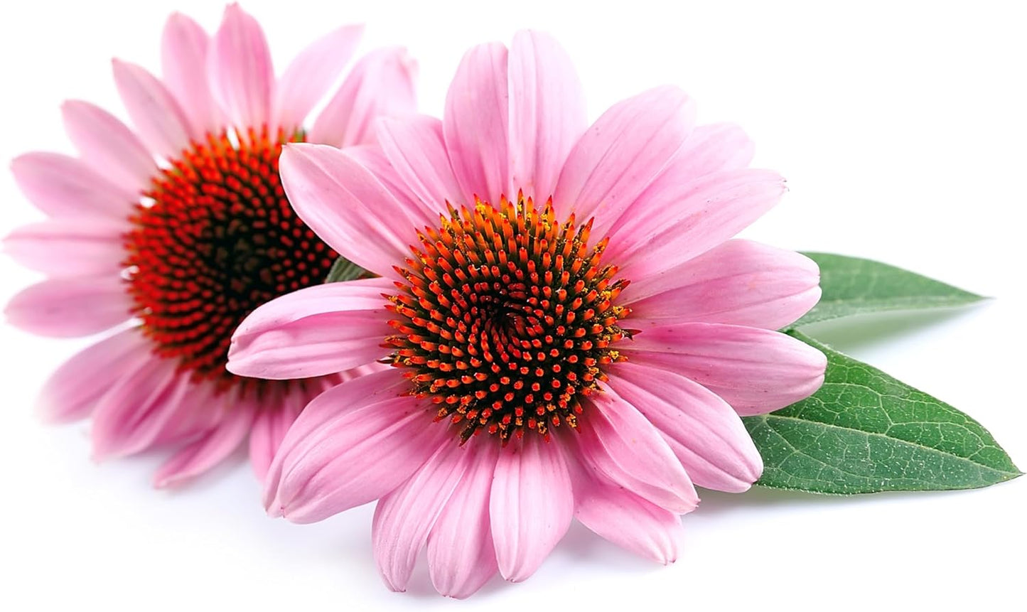 TKE Farms & Gardens - Purple Coneflower Seeds | 90+ Non-GMO Heirloom Echinacea for Stunning Blooms