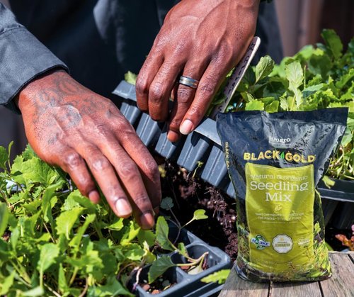 Black Gold Seedling Mix - Premium Organic Soil for Healthy Plant Growth | 8 Quart
