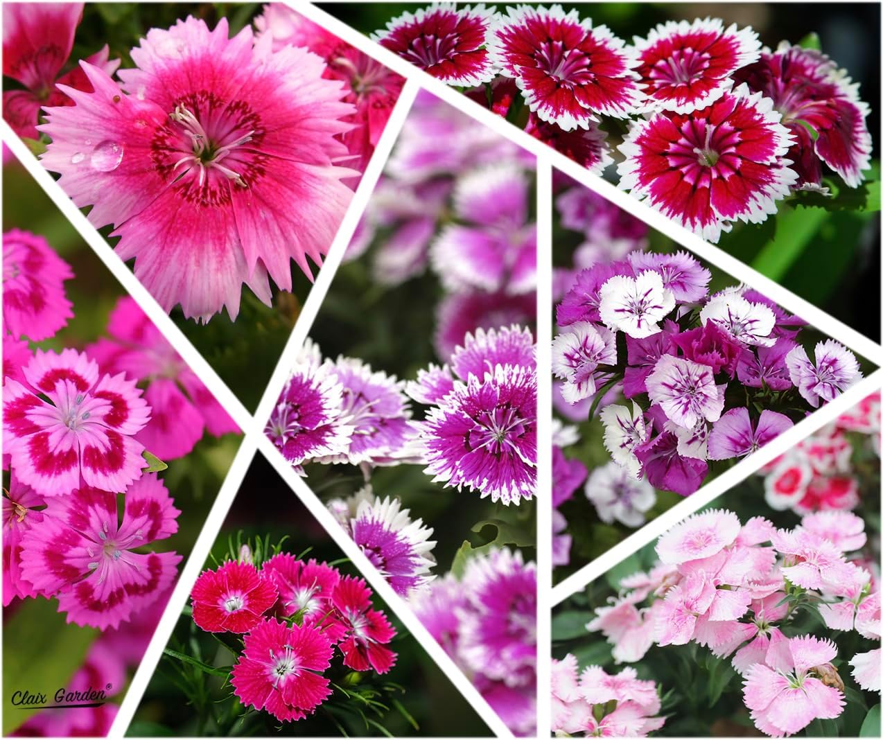 Sweet William Mix - Dianthus Barbatus Seeds | 10,000 Non-GMO Heirloom Seeds for Vibrant Pollinator Gardens