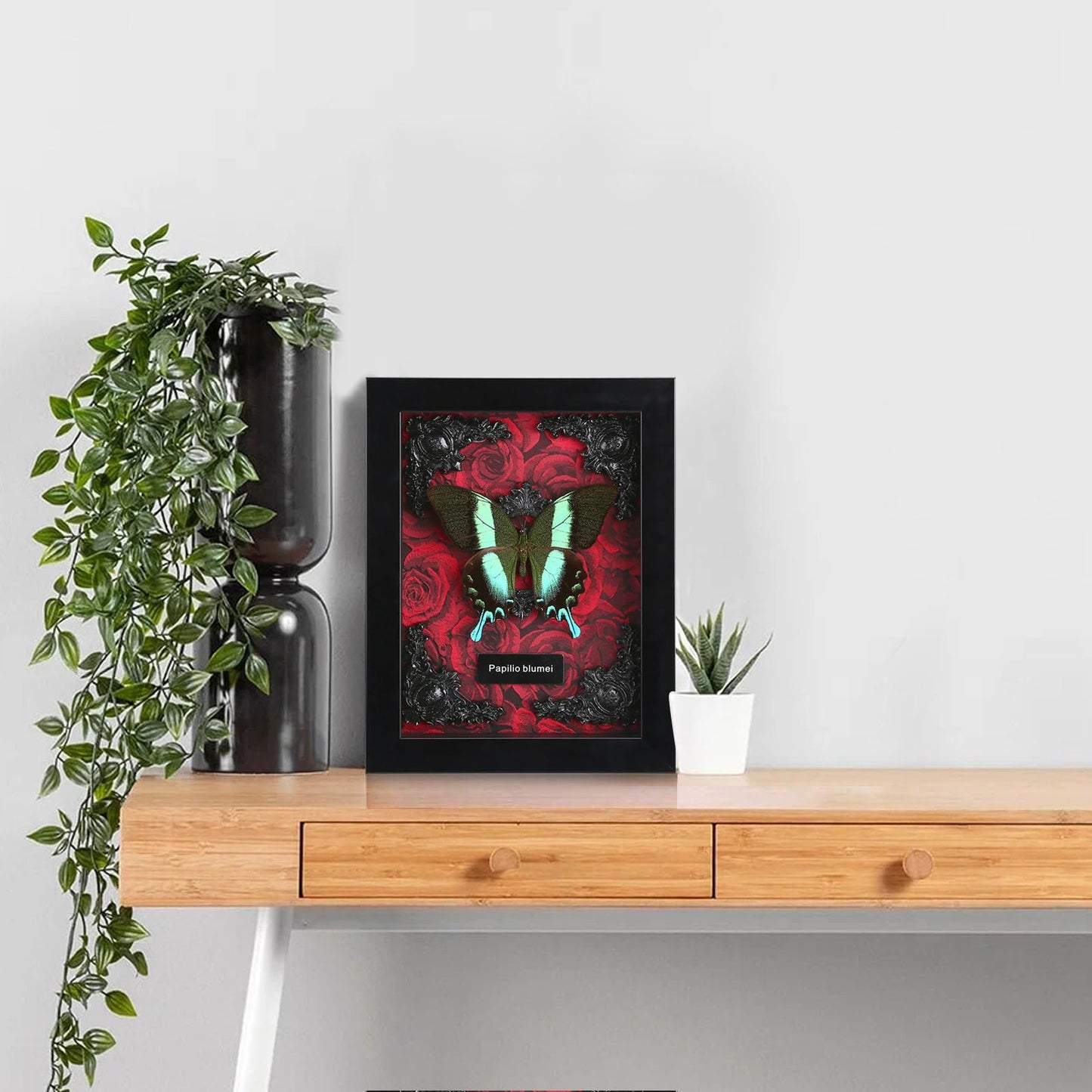 Real Butterfly Framed Butterfly Taxidermy - Butterfly Shadow Box, Taxidermy Animals for Oddities and Curiosities Gifts (M_Peacock Green Swallowtail Red Background #1)