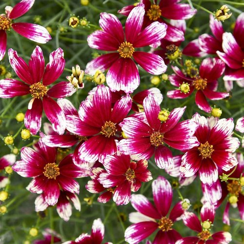 Coreopsis | 2000+ Non-GMO Dwarf Wild Flower Seeds for Outdoor Planting - Perennial Blooming Garden