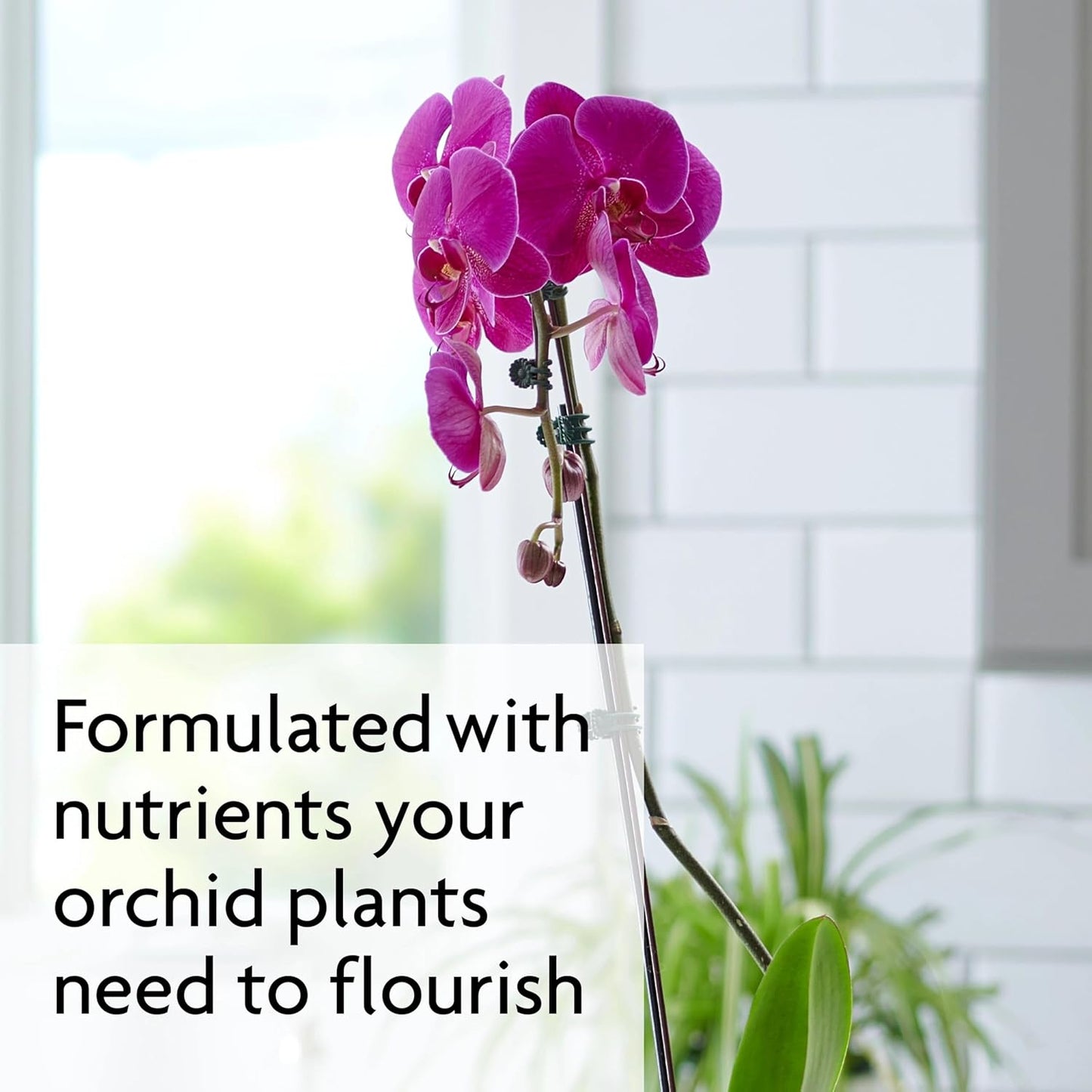 Miracle-Gro Orchid Plant Food Spikes - 10 Fertilizer Sticks for Potted Orchids | Lasts Up to 2 Months