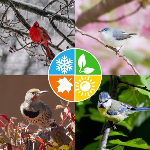 Blue Seal Berry Blend Suet Cakes for Wild Birds - No Mess Feed for Woodpeckers & Cardinals - 11oz Variety Pack of 6