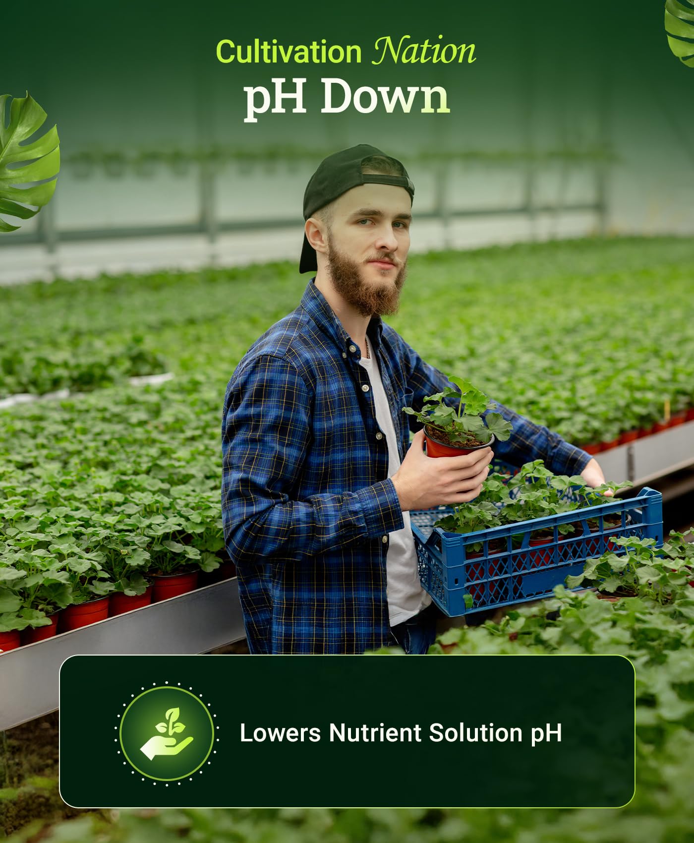 FoxFarm Cultivation Nation pH Down for Plants’ Nutrient Solutions - Formulated with Citric Acid for Adjustment - Ideal for Soil & Hydroponics, Lowers pH Levels of Nutrient Solution - 1 Quart