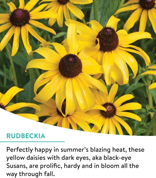 Burpee Wildflower Seeds Cutting Mix - 25,000 Non-GMO Seeds | 15 Varieties | Covers 1,000 Sq. Ft.