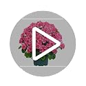 Artificial Geranium Bush - 20 Inch Outdoor Potted Faux Plant for Garden, Porch & Patio - Dark Pink, UV Resistant, 2 Pack