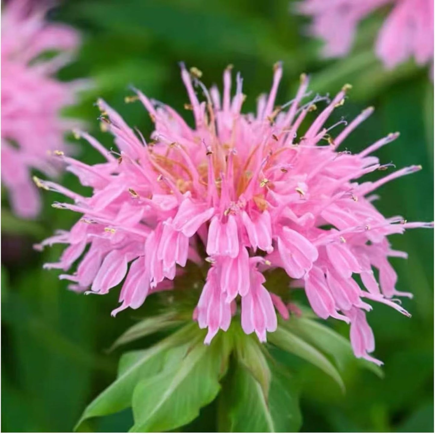 Monarda Bee Balm Seeds - Vibrant Pink Blooms for Pollinator-Friendly Gardens | 1000 Seeds