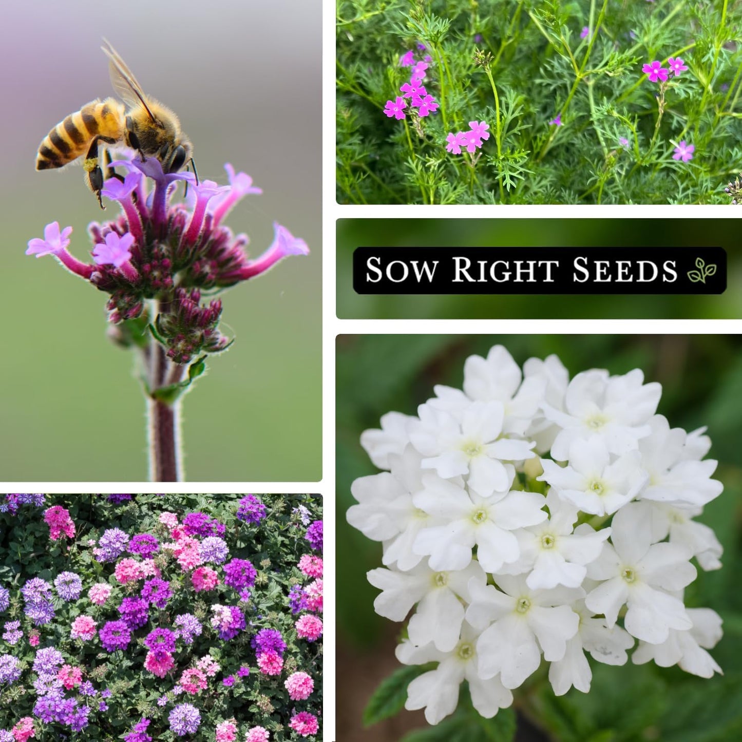 Sow Right Seeds - Mixed Moss Verbena Flower Seeds | Non-GMO Heirloom for Vibrant Ground Cover
