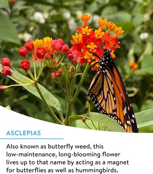 Burpee Wildflower Seeds - 25,000 Bulk Non-GMO Mix for Hummingbirds & Butterflies | 18 Varieties