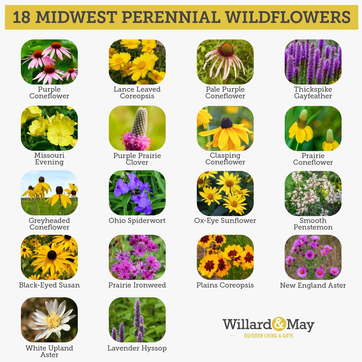 Willard & May Wildflower Seed Mix - 25,000+ Bulk Seeds | 18 Varieties, Pollinator Friendly, Easy Sow