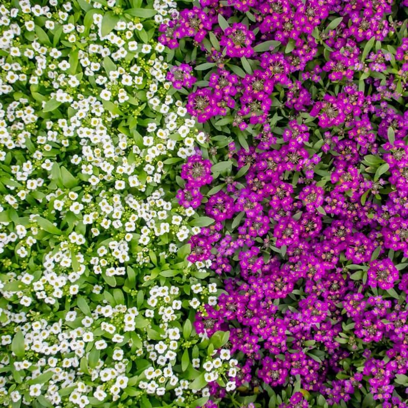 Sweet Alyssum Seeds - 200+ Premium Mix for Vibrant Groundcover Flowers | Perfect for Garden Planting