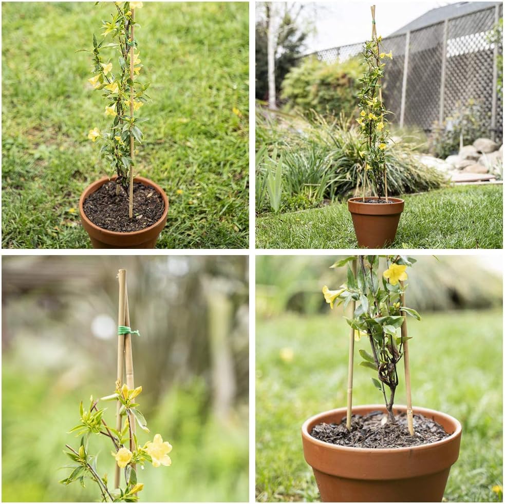 Mininfa Bamboo Garden Stakes - Eco-Friendly 2 Feet Plant Supports for Tomatoes, Trees & Beans | 30 Pack