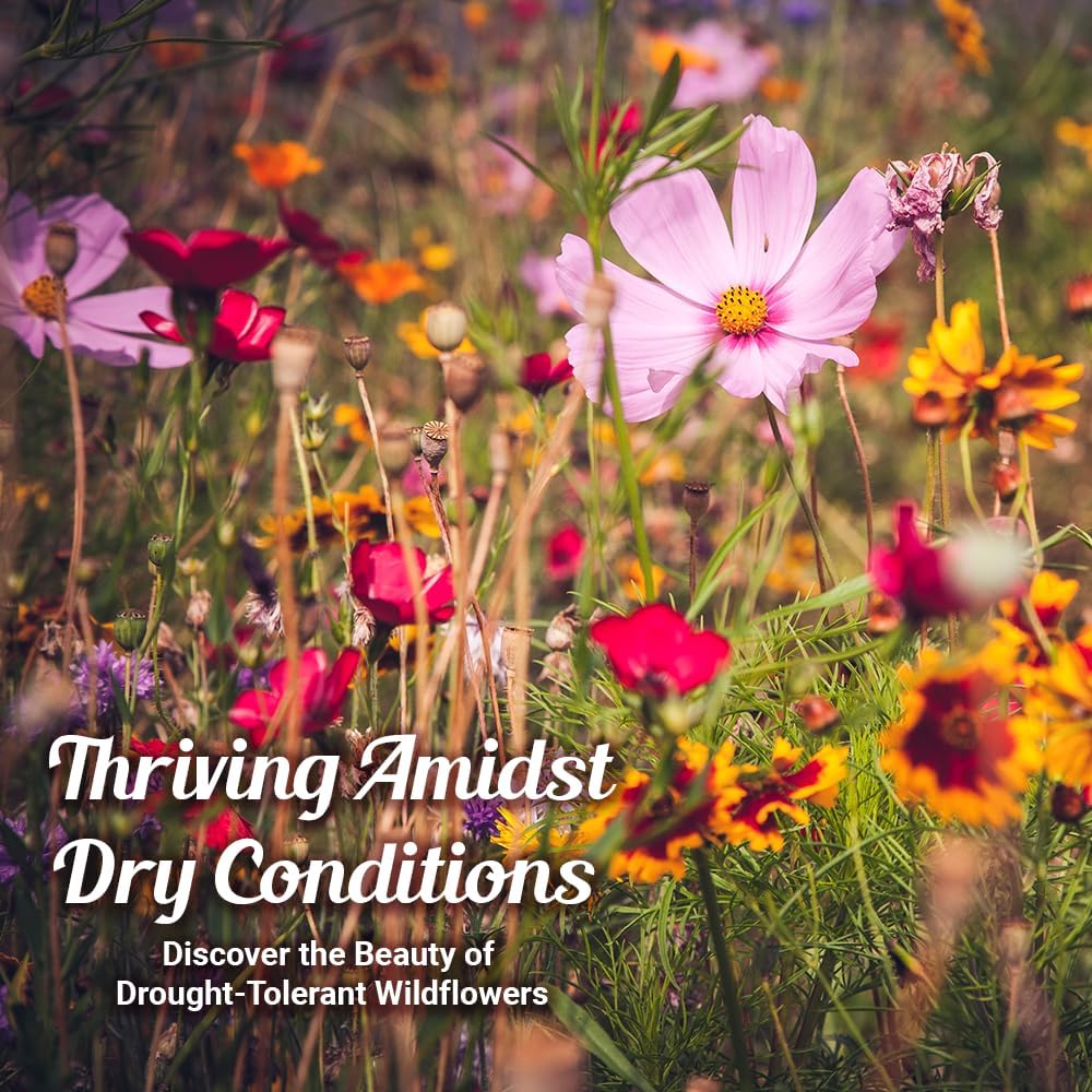 Wildflower Seeds - Drought Resistant Open-Pollinated Mix for Vibrant Perennial & Annual Blooms - 1oz Packet