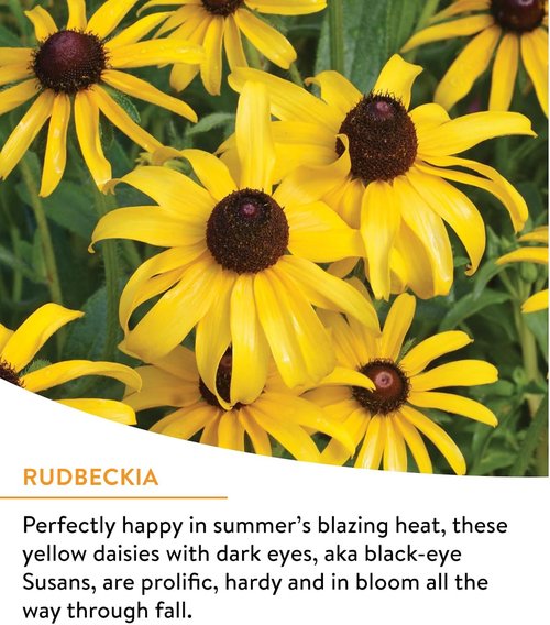 Burpee Wildflower Seeds - 25,000 Bulk Non-GMO Pollinator Mix - 18 Varieties for Vibrant Gardens