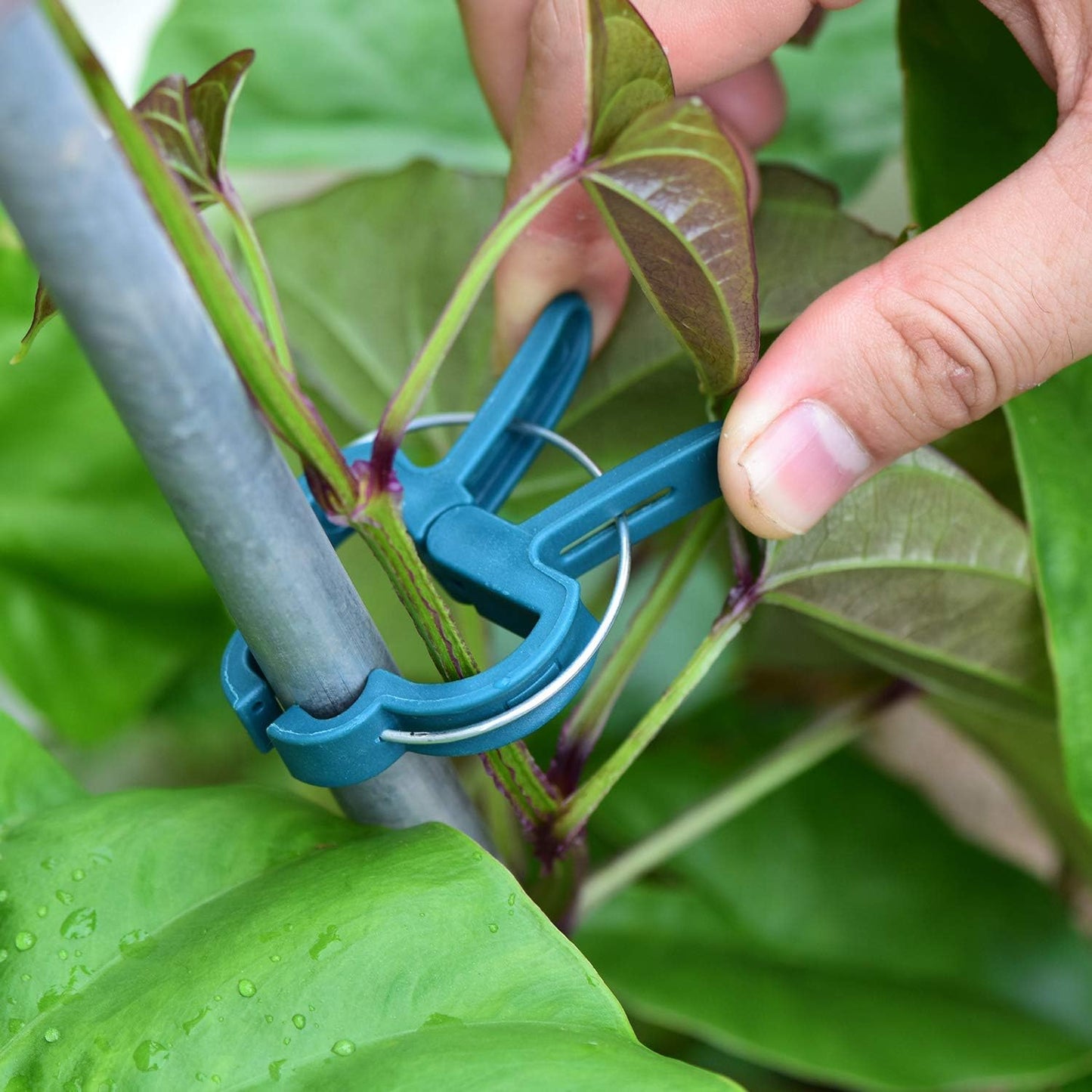 PERSZEN Plant Clips - 60PCS Adjustable Reusable Garden Supports for Flowers, Vines & Vegetables