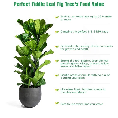 FOLLOWIN Fiddle Leaf Fig Fertilizer - Urea-Free Plant Food with 7 Chelated Micronutrients, 21 fl oz