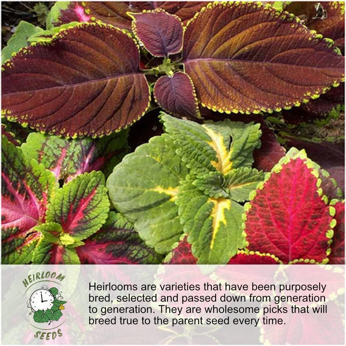 Seed Needs Maltese Cross Wildflower Seeds - Heirloom Scarlet Red Perennials for Butterfly Gardens (1 Pack)