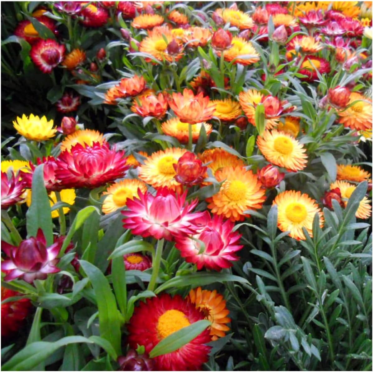 Seed Needs Strawflower Seeds - Heirloom Annual Flower Seeds for Colorful Butterfly Gardens | 1 Pack
