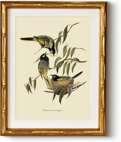 HUARCEY Antique Bird Botanical Wall Art - Classic Gold Framed Canvas Illustration 11x14