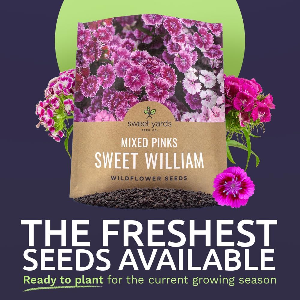 Sweet William Seeds - Mixed Pink Colors - Non-GMO Flower Seeds - Extra Large 1oz Packet