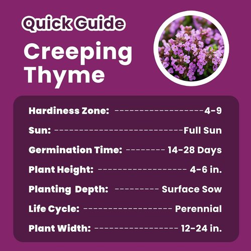Creeping Thyme Seeds by [Brand Name] - 20,000+ Fragrant Ground Cover Seeds for Gardens & Landscaping (10g)