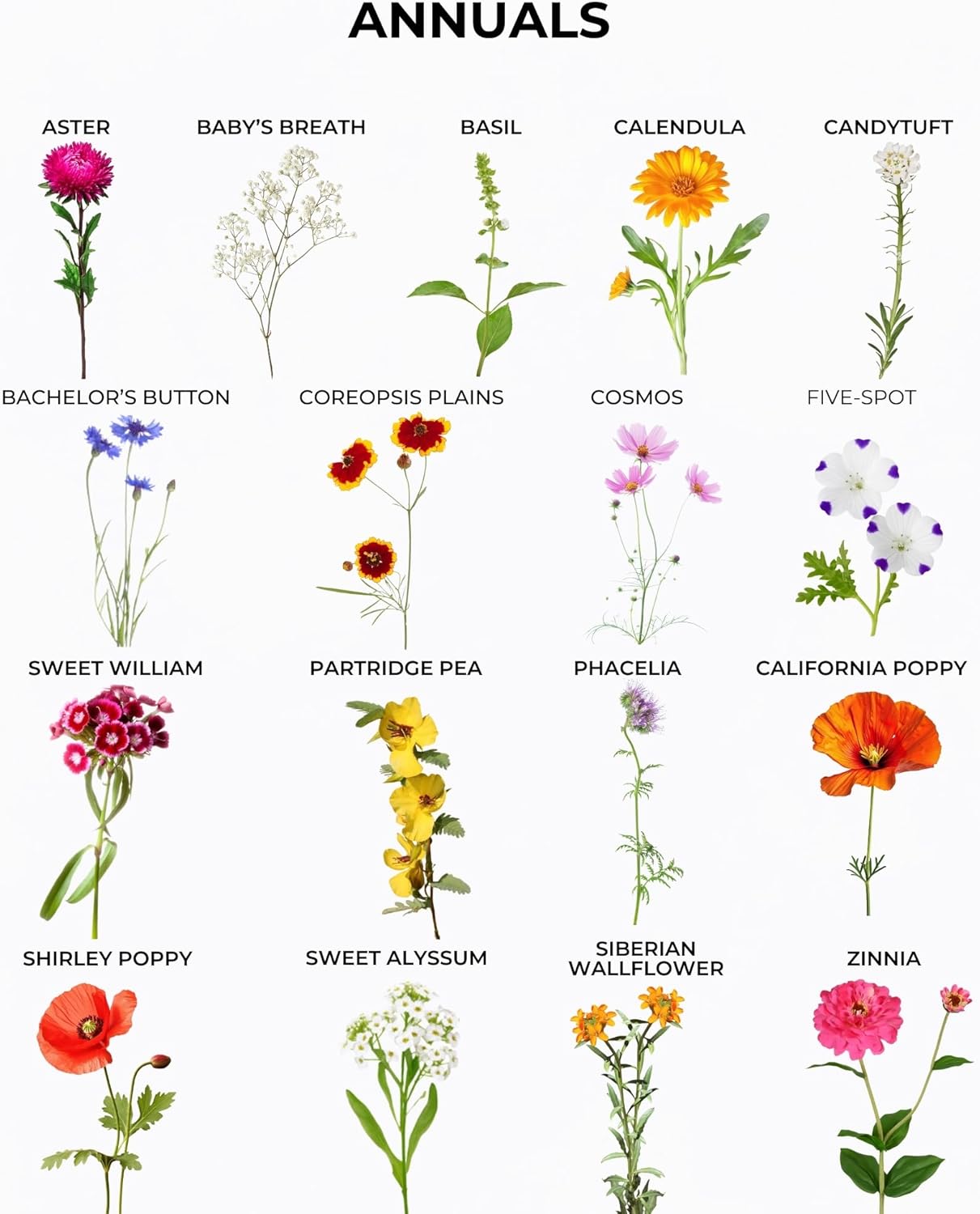 Tactiko Garden Wildflower Seeds Mix - 120,000+ Annual & Perennial Seeds for Pollinators | 4 oz, Covers 600 sq ft