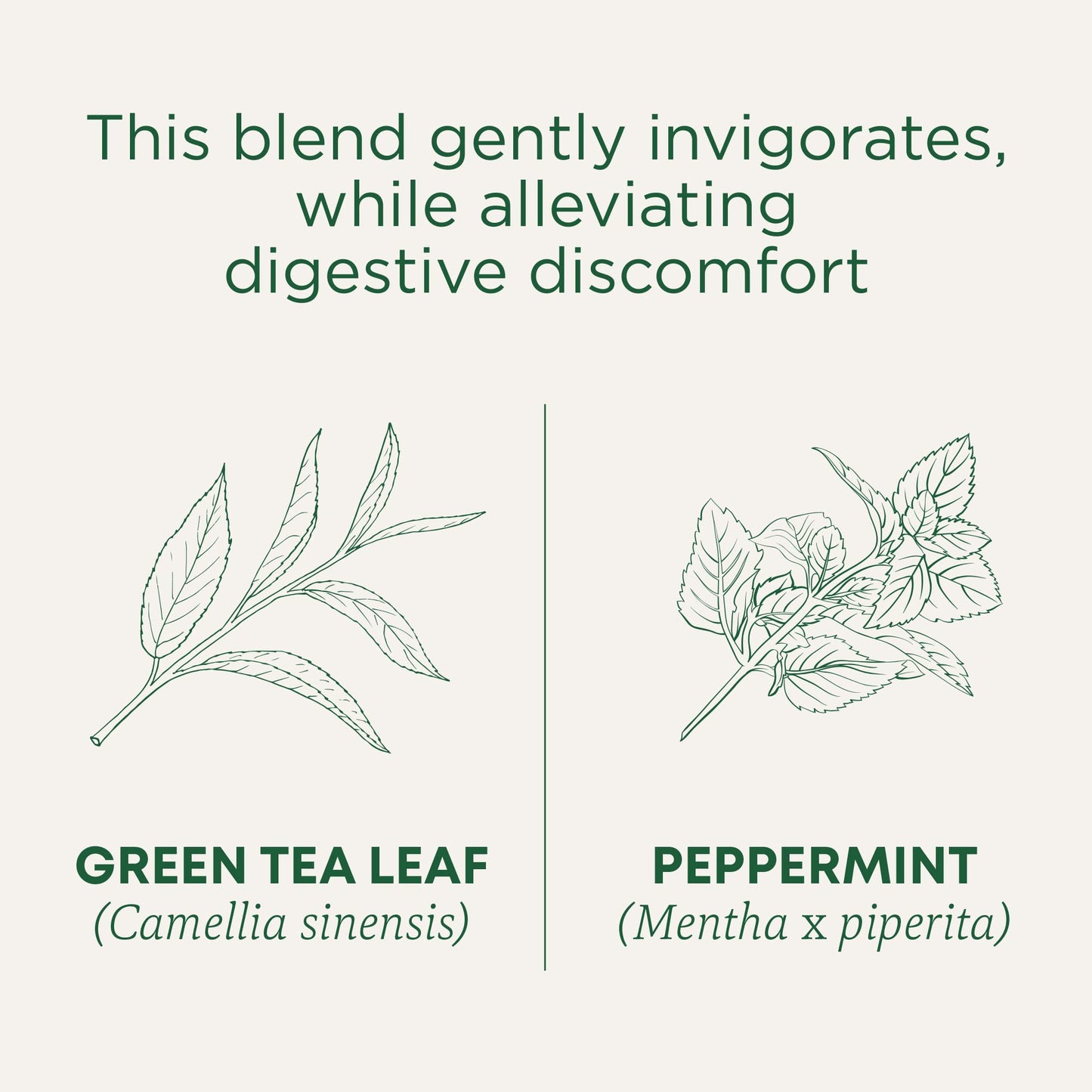 Traditional Medicinals Organic Green Tea, Peppermint - Promotes Healthy Digestion, Occasional Nausea & Indigestion Relief - Kosher, Non-GMO - 96 Teabags (Pack of 6)