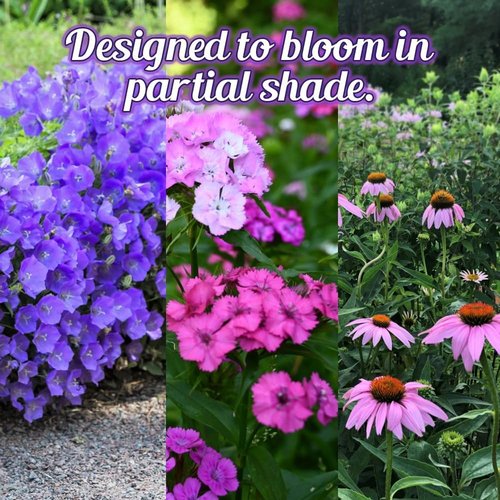 BBB Seed Wildflower Seeds - Open-Pollinated Mix for Partial Shade | 1 oz Packet, Annual & Perennial