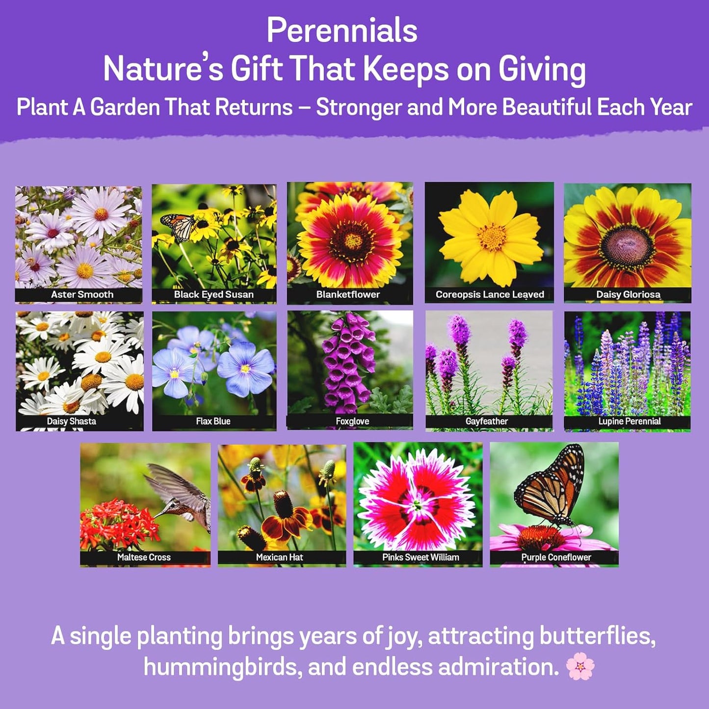 NatureZ Edge Wildflower Seeds Mix - 170,000 Seeds, 35 Varieties of Perennial & Annual Flowers