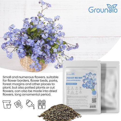Groundio Forget Me Not Seeds - 6000+ Non-GMO Wildflower Seeds for Outdoor Planting | Bulk 1 Ounce | Heirloom
