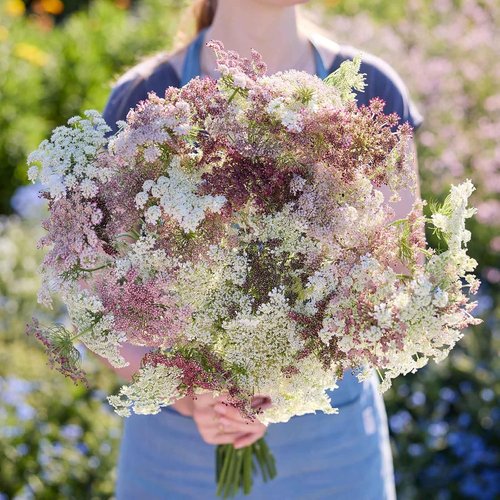 Eden Brothers Queen Anne's Lace Seeds - Stunning Chocolate Lace Flower for Your Garden