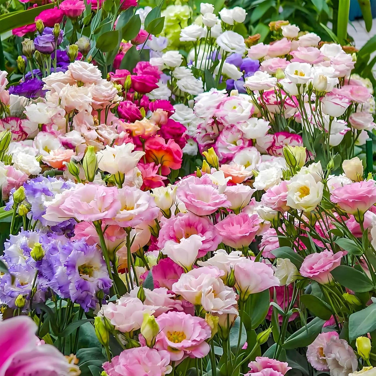 Lisianthus Seeds - Premium Quality 2000+ Seeds for Vibrant Garden Blooms