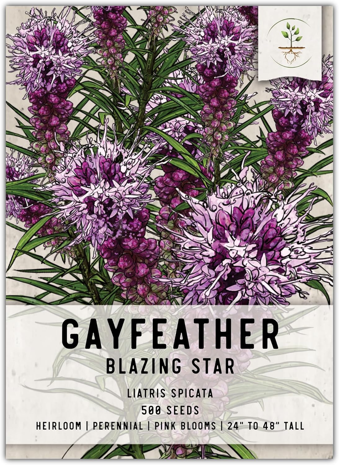 Seed Needs Gayfeather Seeds - 500 Heirloom Liatris Spicata Seeds for Pollinator-Friendly Gardens