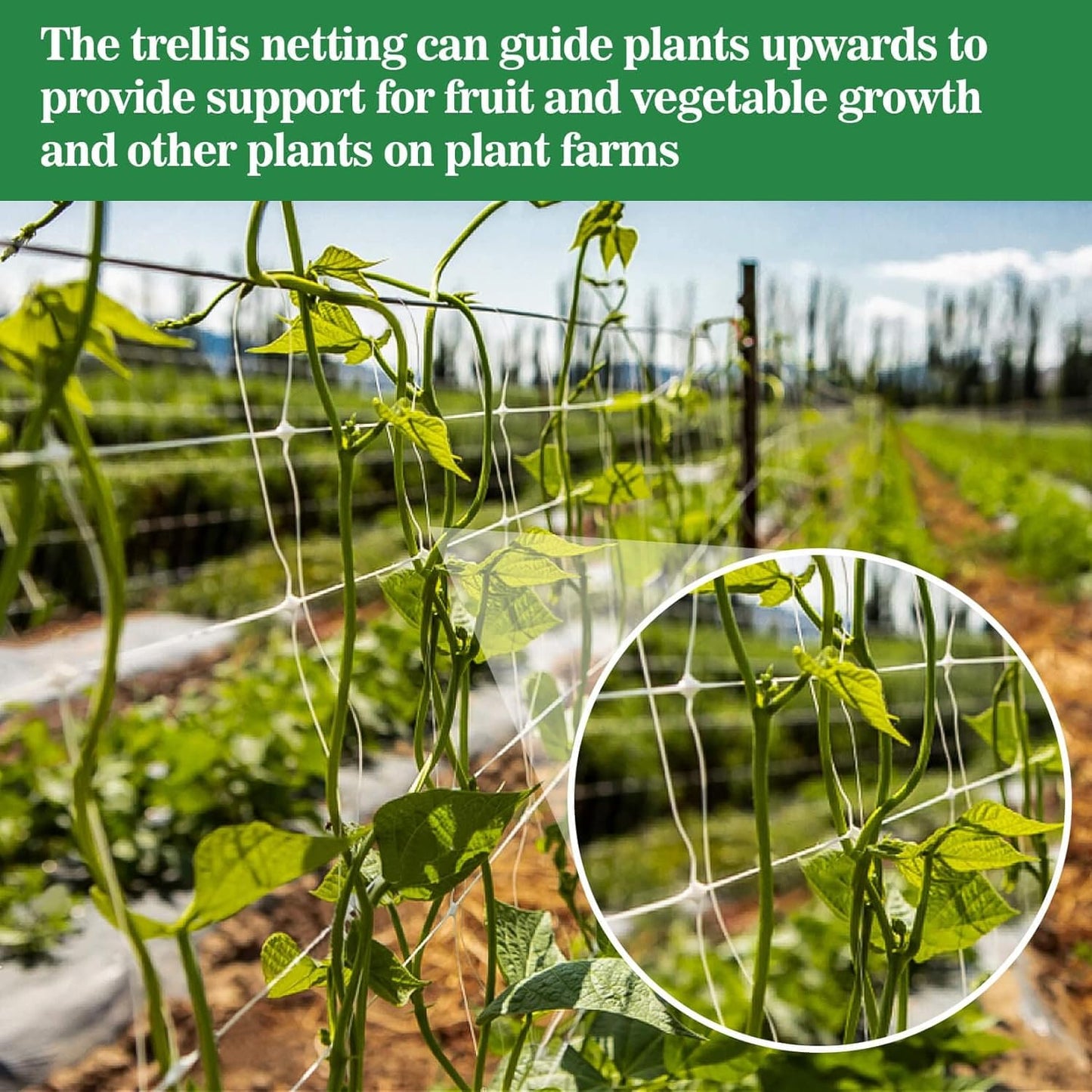 Sukh Garden Plant Trellis Netting - 5 x 15 Ft Polyester Mesh for Climbing Plants & Vegetables